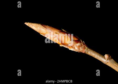 Beech (fagus sylvatica), close up still life showing a single leaf bud at the end of a branch isolated against a black background. Stock Photo