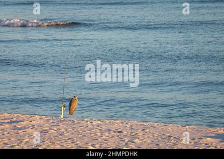 blue heron fishing pole Blue heron standing on pole Stock Photo