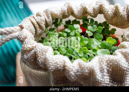 Sprouted arugula in a plastic pot for salad in the kitchen. Winter's end Stock Photo