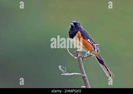 A Male Eastern Towhee, Pipilo erythrophthalmus, perched on branch Stock Photo