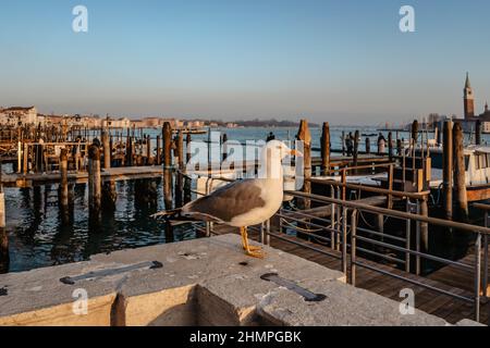 Seagull at sunset in Venice,Italy.Seagull portrait against sea shore. Close up view of white bird seagull standing. Wild seagull with gondola Stock Photo
