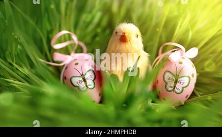 Easter eggs and chicken on green grass as background. Easter card. Stock Photo