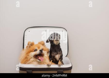 Two dogs sit in an open carrier together. Chihuahua and Spitz look out of the bag. Pets transportation. Stock Photo