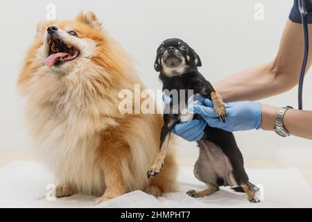 Veterinarian listens to dog's heartbeat. Doctor applies stethoscope to small Chihuahua . Pet health check concept. Solid background with copy space Stock Photo