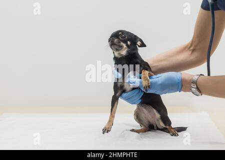 Veterinarian listens to dog's heartbeat. Doctor applies stethoscope to small Chihuahua . Pet health check concept. Solid background with copy space Stock Photo