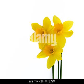 Cute bright yellow daffodils isolated on white background. Stock Photo