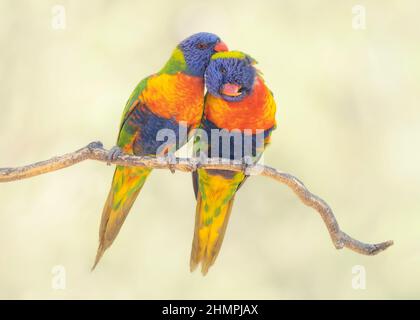 A pair of rainbow lorikeets sitting on a branch grooming each other, Australia Stock Photo