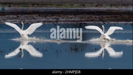 Two Trumpeter Swans Landing on a lake, British Columbia, Canada Stock Photo