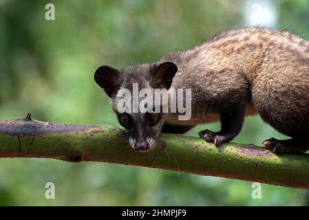 Portrait of a toddy cat on a branch, Indonesia Stock Photo