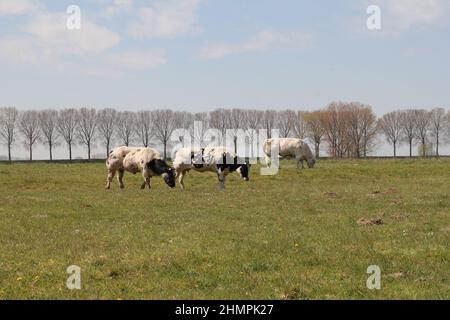 three cows are grazing in a natural grassland in holland in springtime Stock Photo