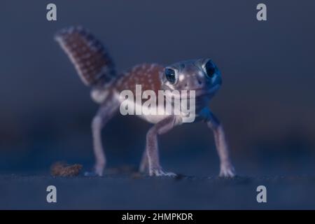 Close-Up of a wild three-lined knob-tailed gecko (Nephrurus levis) in desert at night, Australia Stock Photo