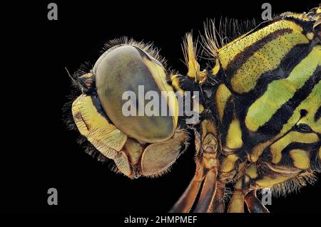Extreme close-up of a dragonfly's eye, Indonesia Stock Photo