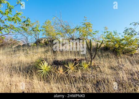 Sertao landscape with Xique xique cactus (Pilosocereus gounellei) and macambiras (Encholirium Spectabile) in Oeiras, Piaui - Northeast Brazil Stock Photo