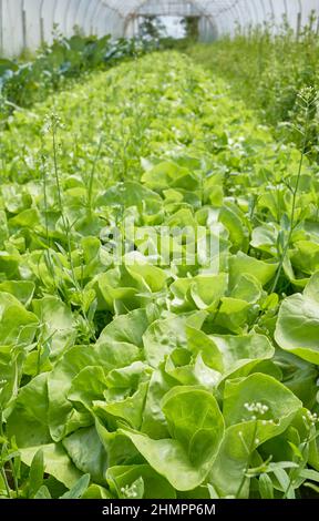 Organic lettuce cultivation in a greenhouse, selective focus on foreground. Stock Photo