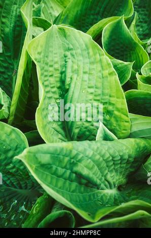 Close up picture of a green leaves, selective focus, natural background. Stock Photo