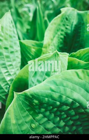 Close up picture of a green leaves, selective focus, natural background Stock Photo
