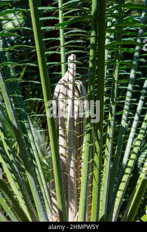 Tropical palm tree malele or kwango giant cycad, Encephalartos laurentianus from Angola, Arfica Stock Photo