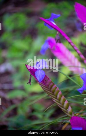 Colorful blossom of walissia lindeniana tropical ornamental flowers in garden Stock Photo