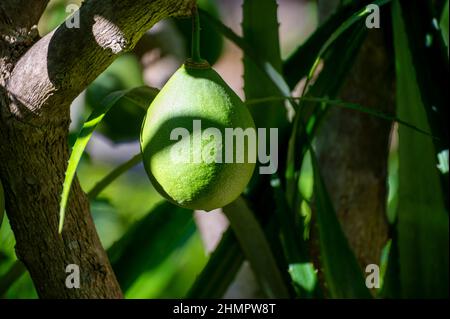 Green fruits hanging on Crescentia cujete or calabash tree in tropical Caribbean garden Stock Photo