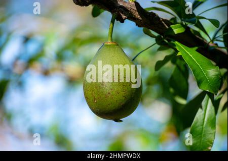 Green fruits hanging on Crescentia cujete or calabash tree in tropical Caribbean garden Stock Photo