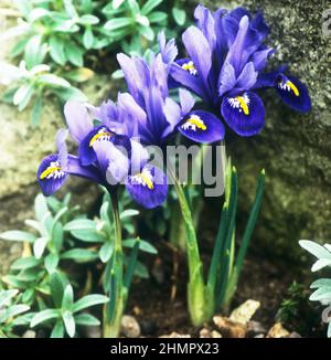 Iris reticulata 'Harmony' Stock Photo