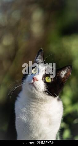 cute cat in nature Stock Photo