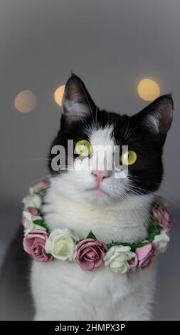 cat portrait with flowers Stock Photo