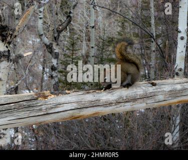 Squirrel on the trail. Stock Photo