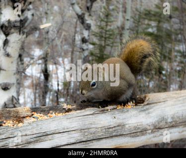 Squirrel on the trail. Stock Photo