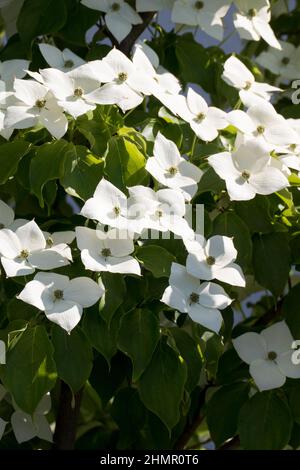 Hartriegel, cornus venus Strauch mit weißen Blüten Blättern Stock Photo