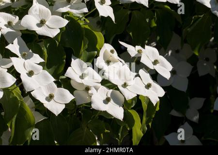 Hartriegel, cornus venus Strauch mit weißen Blüten Blättern Stock Photo