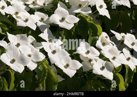 Hartriegel, cornus venus Strauch mit weißen Blüten Blättern Stock Photo
