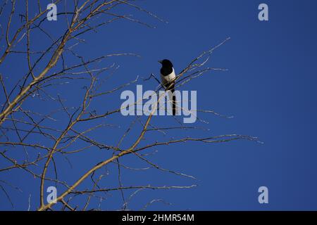 Magpie perched high on a branch with a blue sky background in Scarthingwell North Yorkshire, Eurasian Magpie. Stock Photo