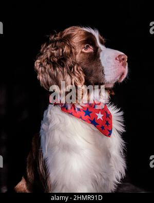 English Springer Spaniel Stock Photo