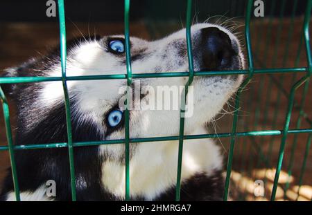 Close-up shot of a face of a husky dog in his kennel on a sunny day Stock Photo