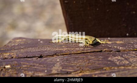 Closeup of a lizard on a wooden bench Stock Photo