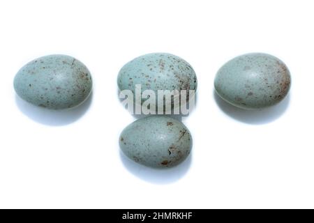 turdus-viscivorus-the-eggs-of-