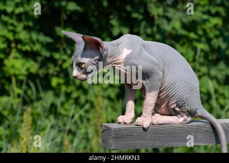 Cute thoroughbred Sphynx Cat of blue and white color sitting high on wooden crossbar outdoors play area on sunny summer day and looking out for prey Stock Photo