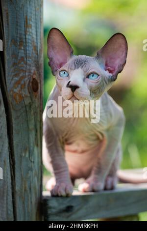 Portrait of young Sphynx Hairless Cat with blue eyes sitting on wooden crossbar in enclosure of cattery boarding kennel, looking away carefully Stock Photo