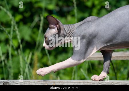 Hairless bicolor Sphynx kitten slinking carefully on wooden plank on playground of cattery outdoors, breeding kennel. Natural blurred green background Stock Photo