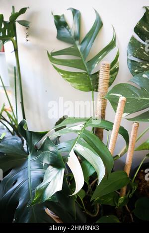 Epipremnum Pinnatum Variegated in the pot Stock Photo - Alamy