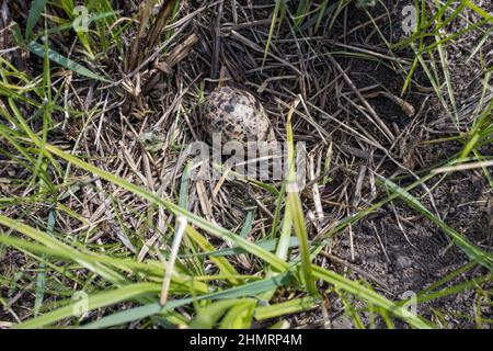 Tringa totanus. Bird's species is identified inaccurately. The nest of the Redshank in nature. Russia, the Ryazan region Stock Photo