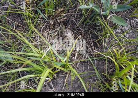 Tringa totanus. Bird's species is identified inaccurately. The nest of the Redshank in nature. Russia, the Ryazan region Stock Photo