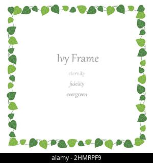 Square ivy frame isolated on a white background. Vector illustration. Stock Vector