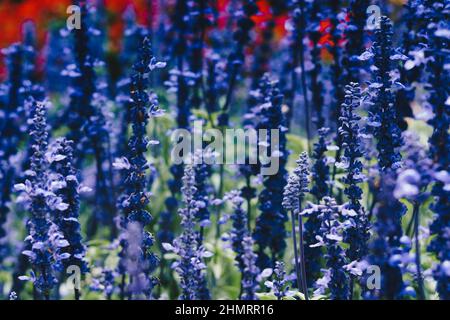 Real beauty nature photo background. Lamiaceae, Lavender field herb flower plant. Blue violet lilac color tone in stock. Tubular calyx corolla Stock Photo