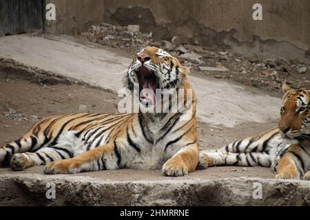 Sitting on the green grass a striped tiger tiger with gray wall on the background Stock Photo