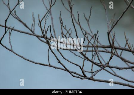 Dead branch overlooking sea surface in the afternmoon light Stock Photo