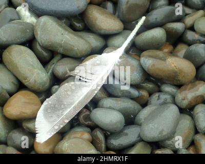 On Kapiti Island, one seagull feather lies across grey and brown beach stones in the rain Stock Photo