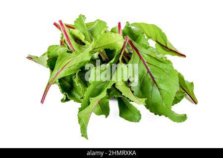 New harvest Red Veined Beet Leaves on an isolated white background Stock Photo