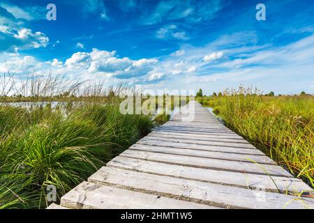 boardwalk over a bog lake with Blue Cloudy Sky Stock Photo